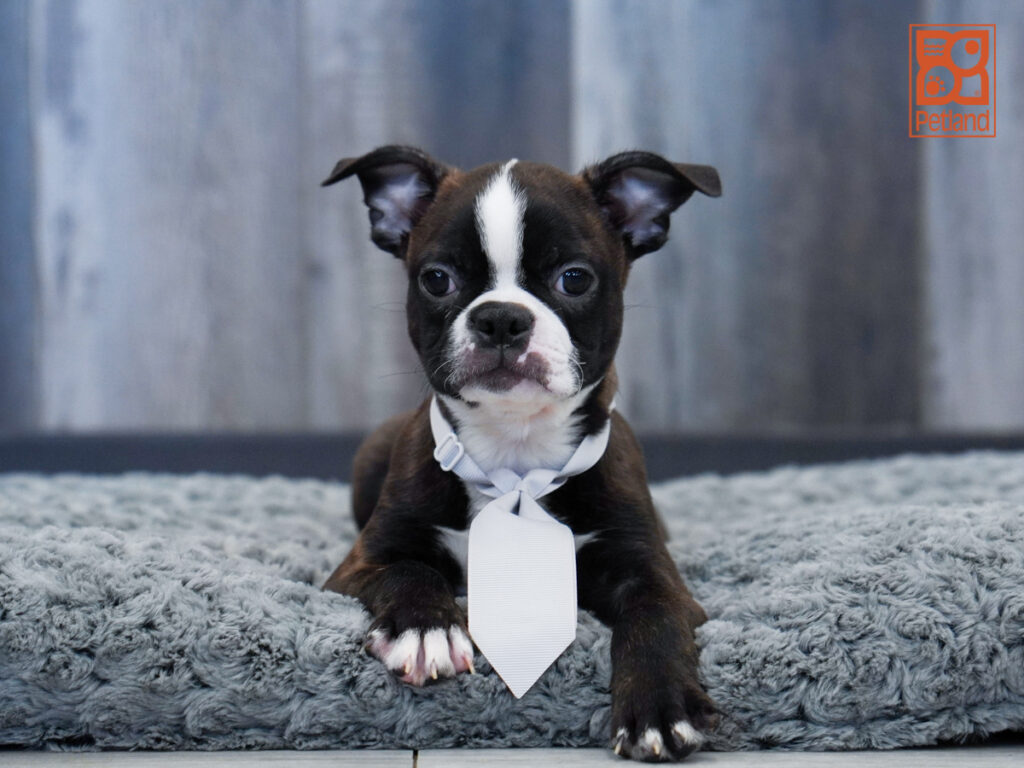 Fletcher - Boston Terrier