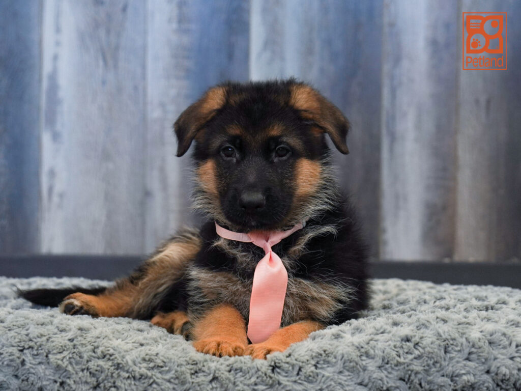 Zander - German Shepherd Dog