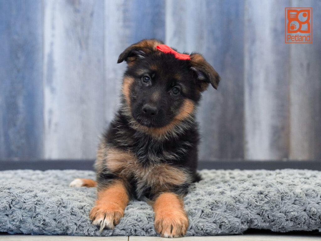 Emmie - German Shepherd Dog