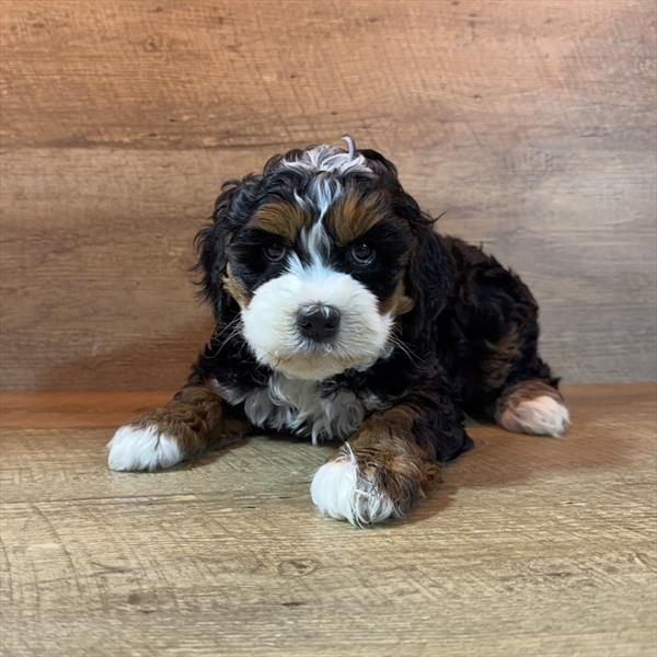 Sphinx - Bernedoodle Mini