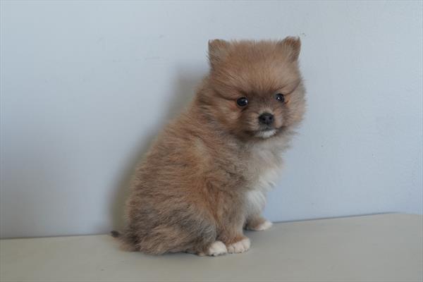 Viking - Pomeranian