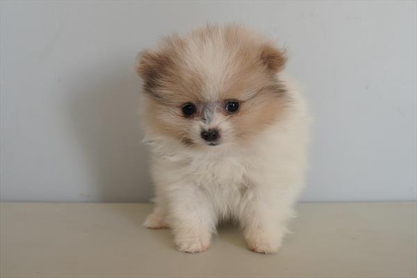 Zinnia - Pomeranian