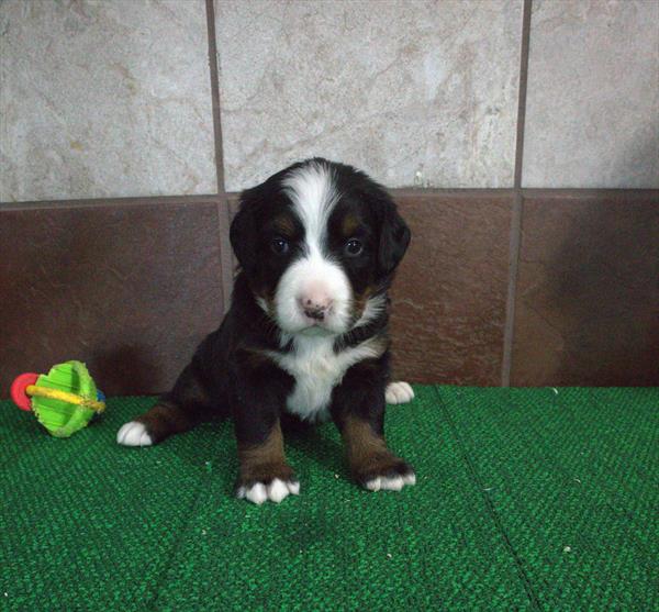 Valencia - Bernese Mountain Dog