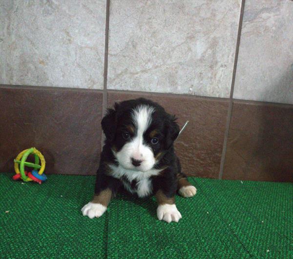 Kassandra - Bernese Mountain Dog