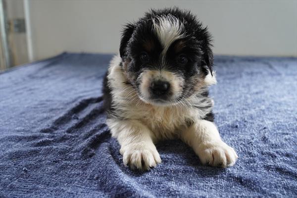 Bo - Australian Shepherd