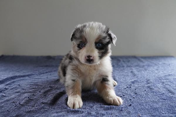 General - Australian Shepherd