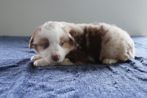 Willow-Rose - Australian Shepherd