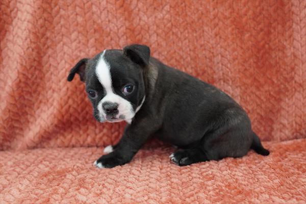 Fletcher - Boston Terrier