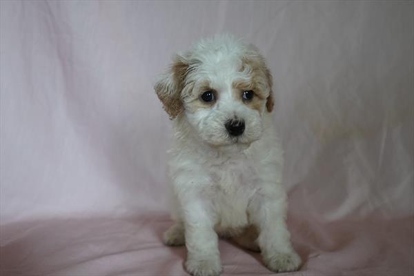 Adaline - Bichapoo