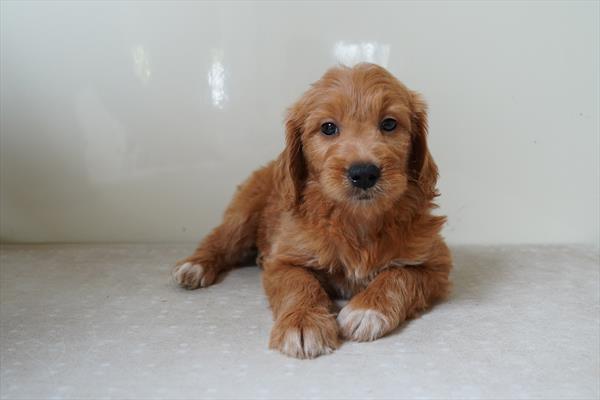 Clara - Goldendoodle Mini
