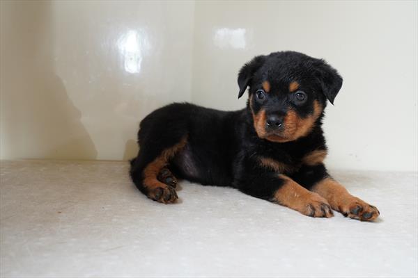 Nadia - Rottweiler