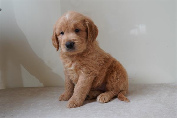 Beethoven - Goldendoodle Mini