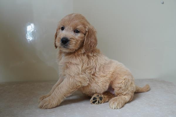 Lorelei - Goldendoodle Mini