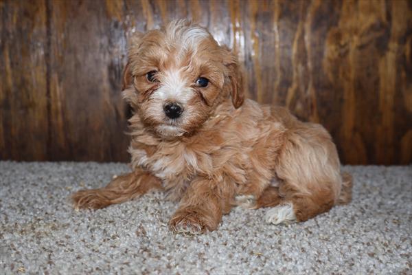 Rose - Yorkiepoo