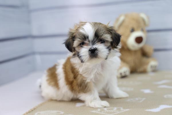Vignette - Shih Tzu