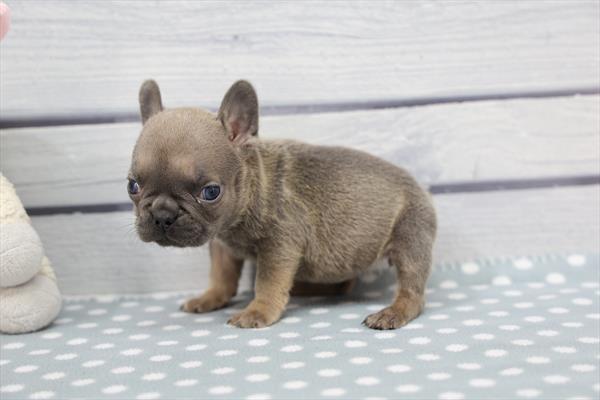 Stella-Rose - French Bulldog