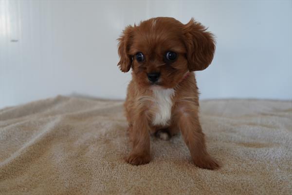 Rudolph - Cavalier King Charles Spaniel