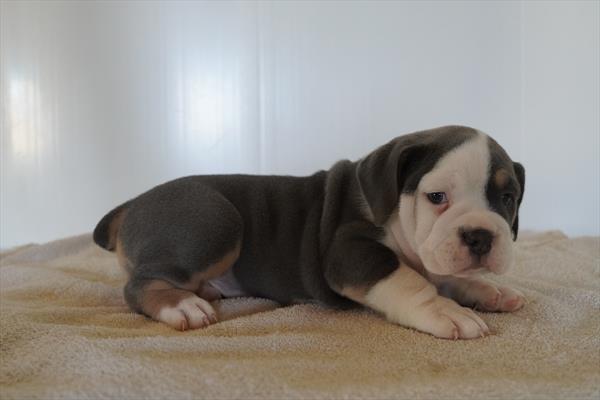 Quentin - Beabull 2nd Gen
