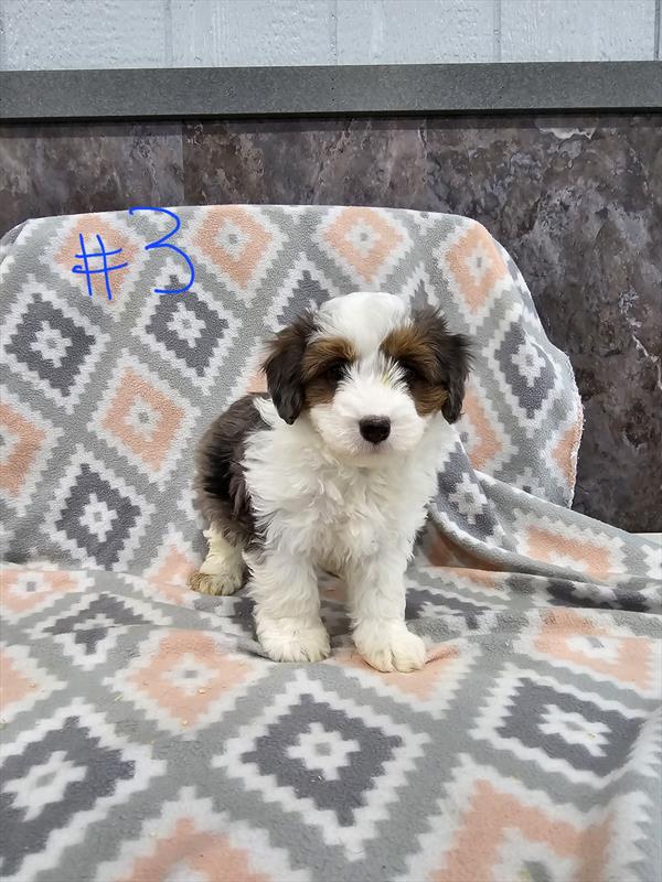 Sheriff - Aussiedoodle Mini