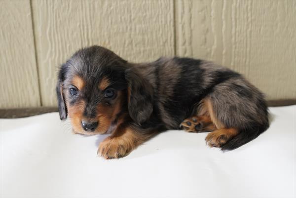Bearington - Dachshund