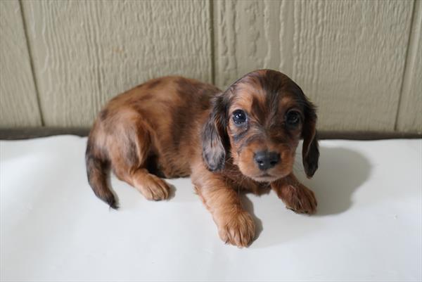 Jaws - Dachshund