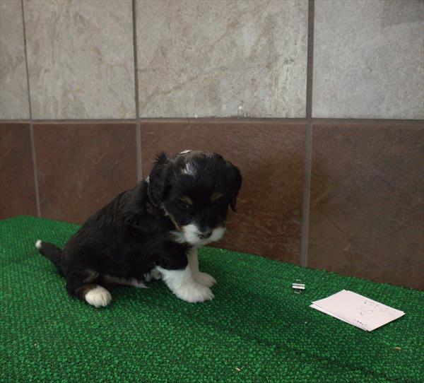 Rip - Bernedoodle Mini 2nd Gen