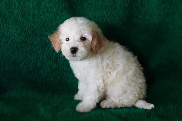 Yara - Bichapoo