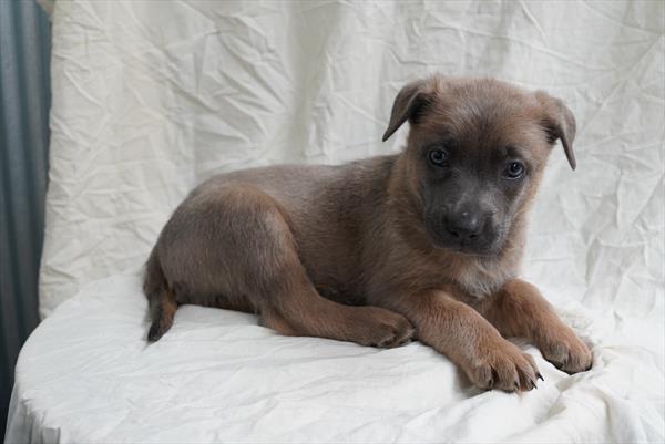 Garth - Belgian Malinois