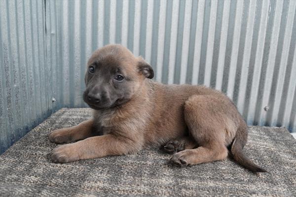Gingerbread - Belgian Malinois