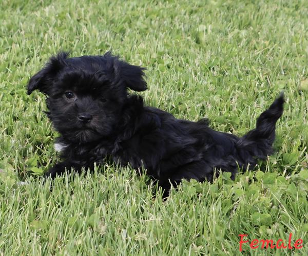 Bliss - Havanese