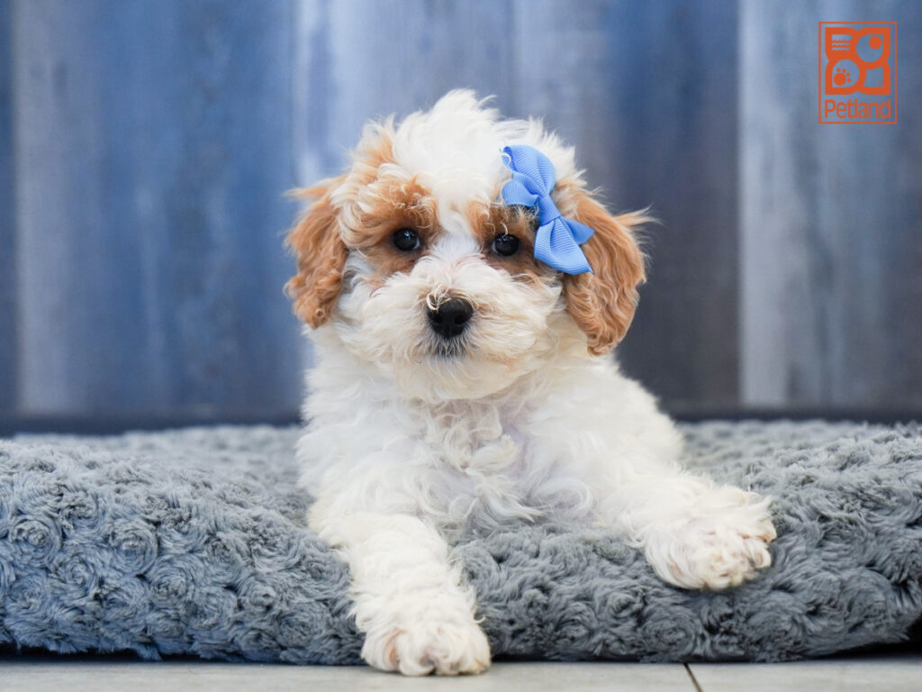 Lilith - Bichapoo