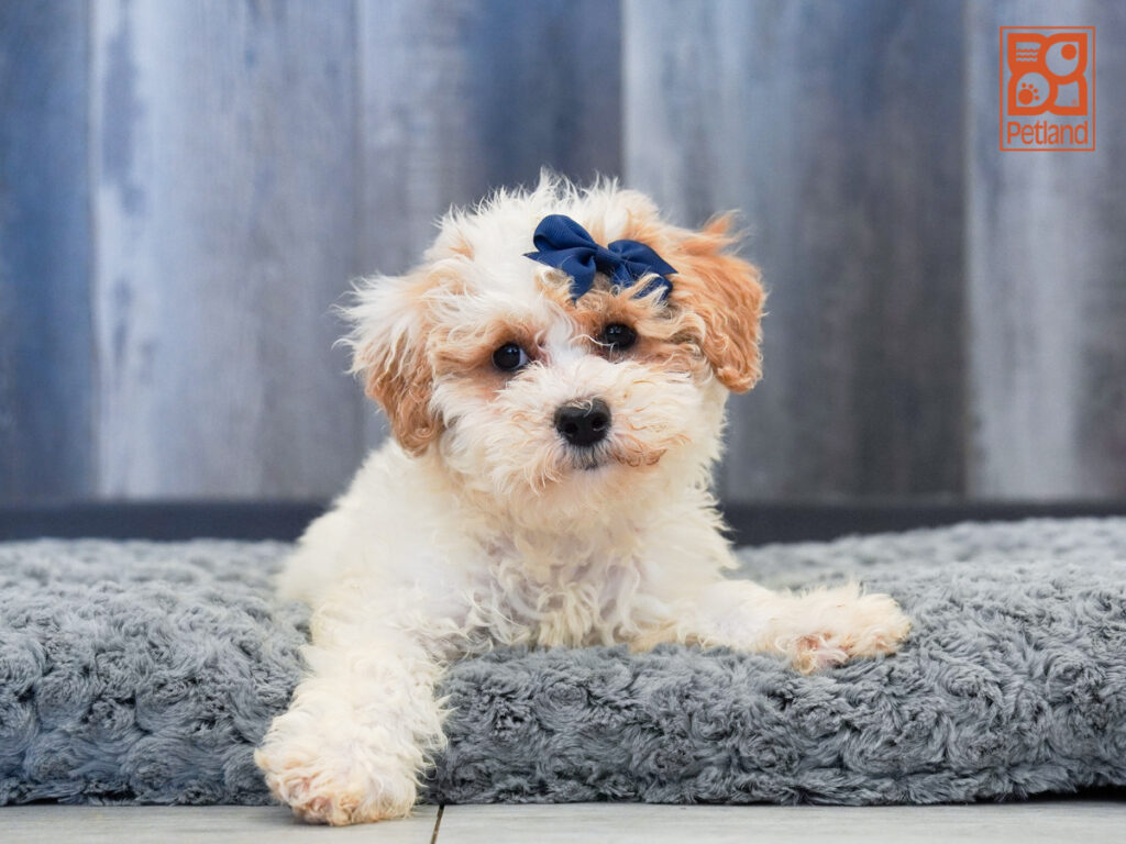 Adaline - Bichapoo