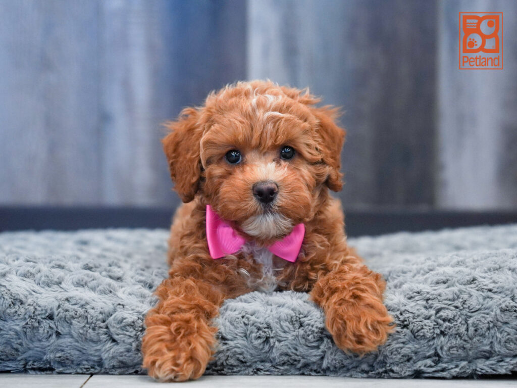 Hannibal - Poodle
