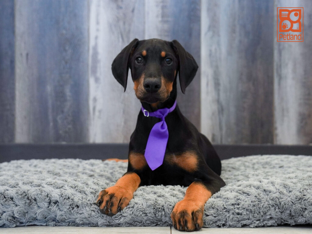Tennyson - Doberman Pinscher