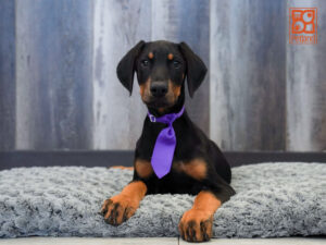 Petland Largo Florida Doberman Pinscher puppy available