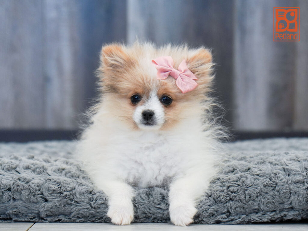 Zinnia - Pomeranian