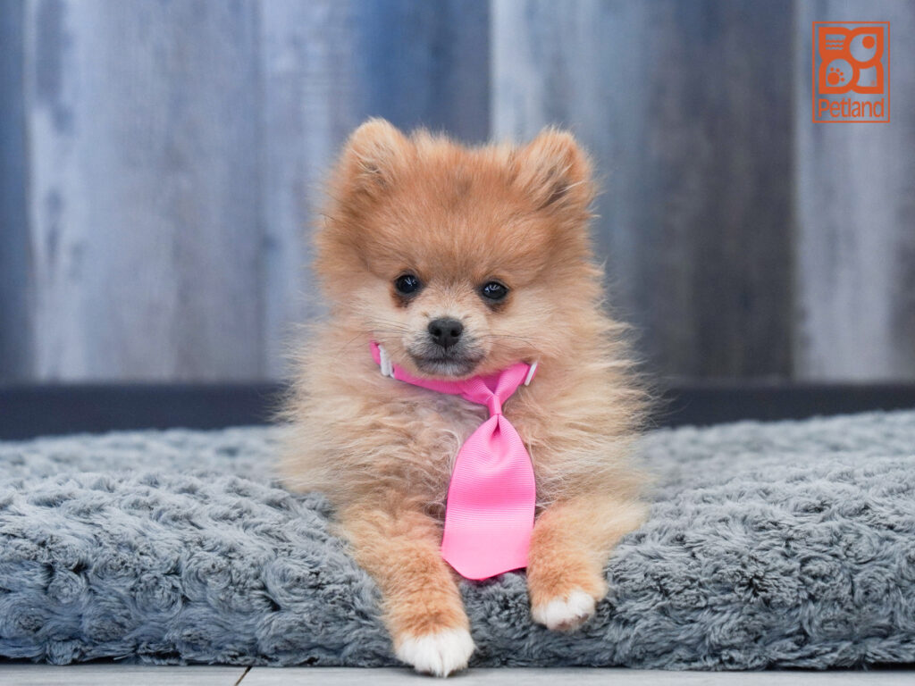 Viking - Pomeranian