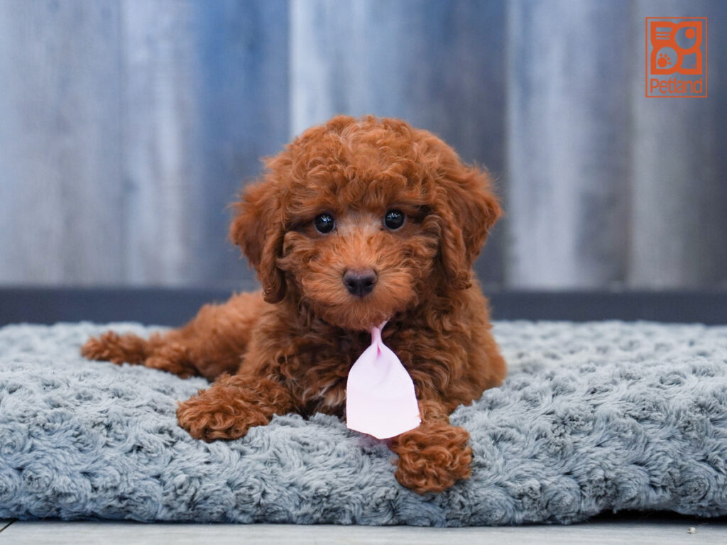 Falcon - Poodle