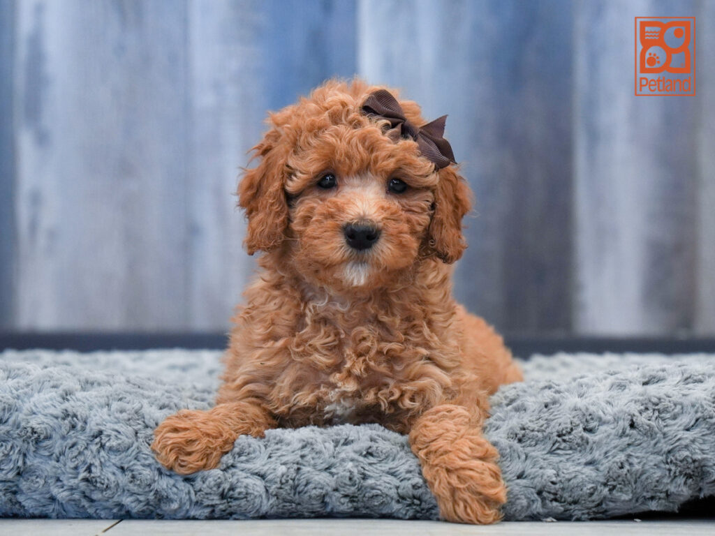 Aphrodite - Goldendoodle Mini 2nd Gen