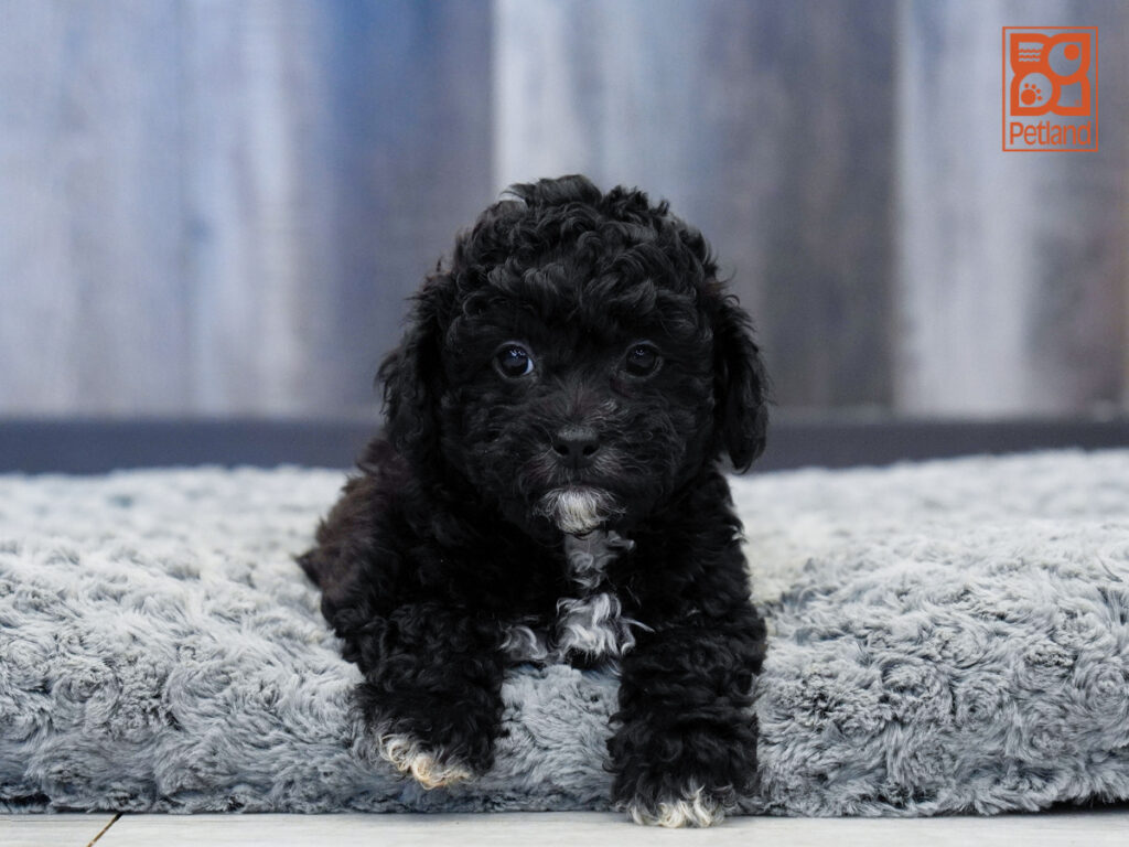 Cadet - ShihPoo