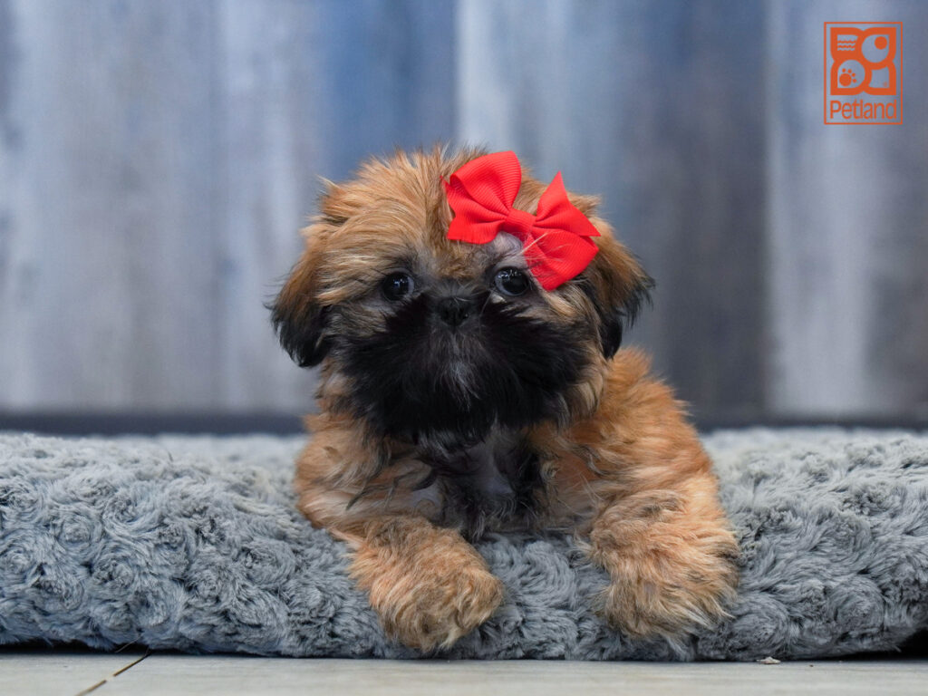 Petra - Shih Tzu