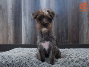 Morkie