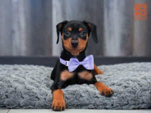 Petland Largo Florida Miniature Pinscher puppy available