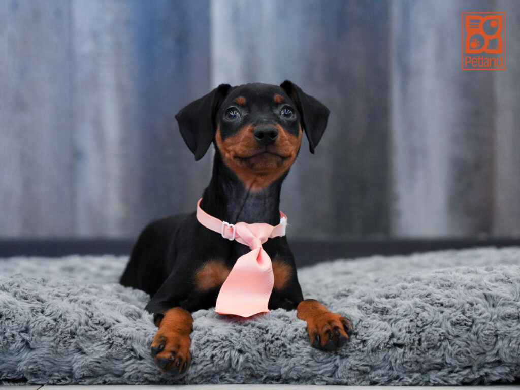 Strider - Miniature Pinscher