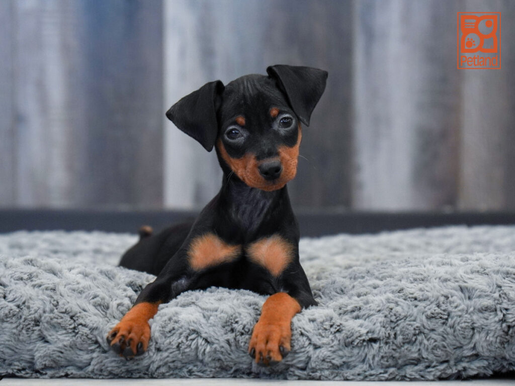 Xylia - Miniature Pinscher