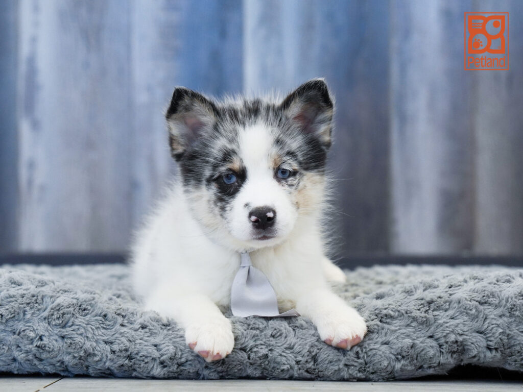 Chester - Pomsky 2nd Gen