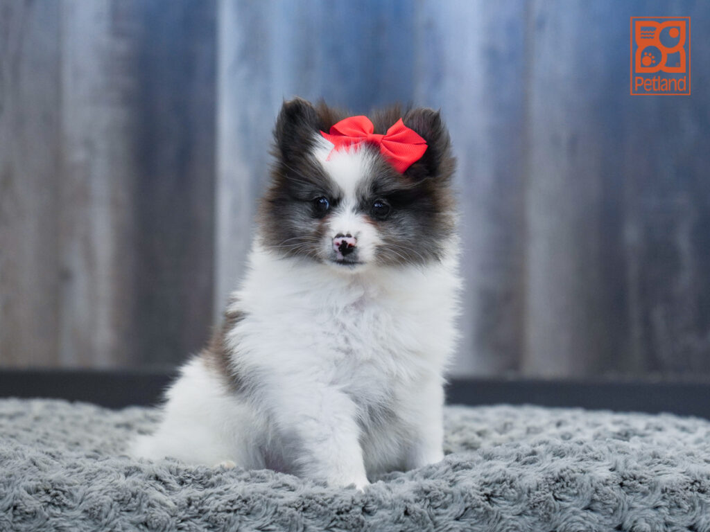 Princess-Mae - Pomeranian