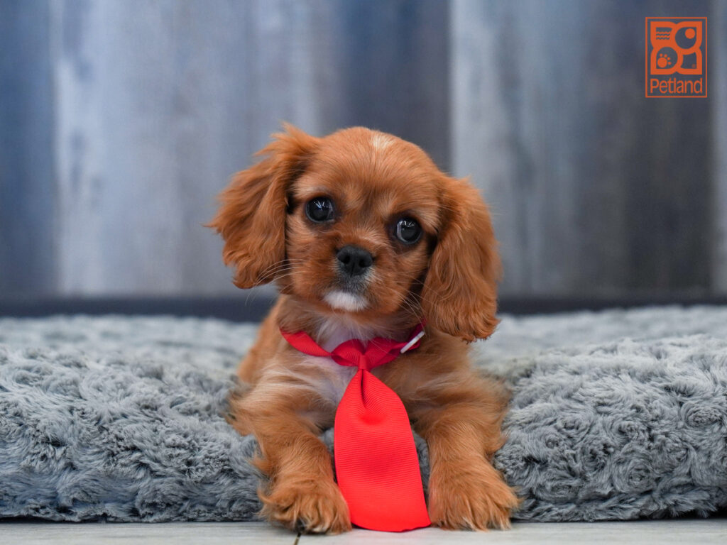 Cavalier King Charles Spaniel