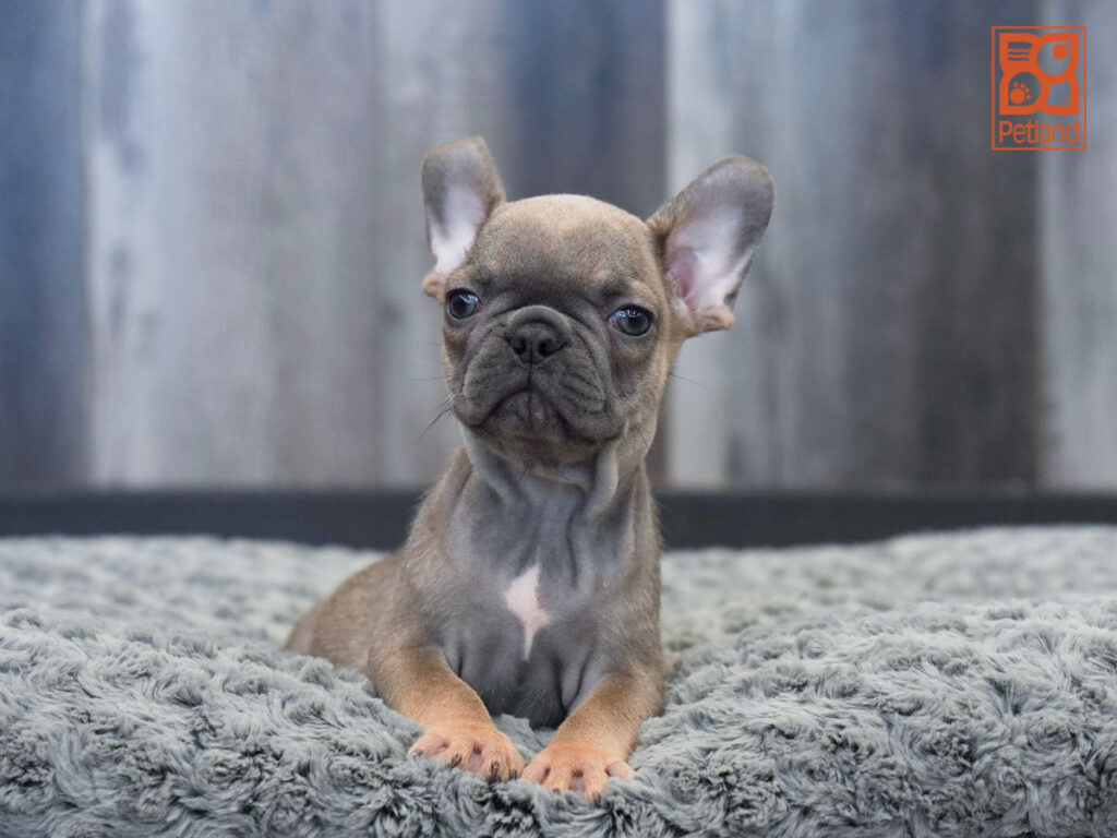 Stella-Rose - French Bulldog