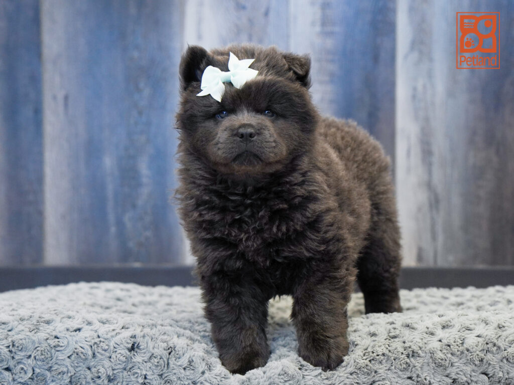 Addie - Chow Chow